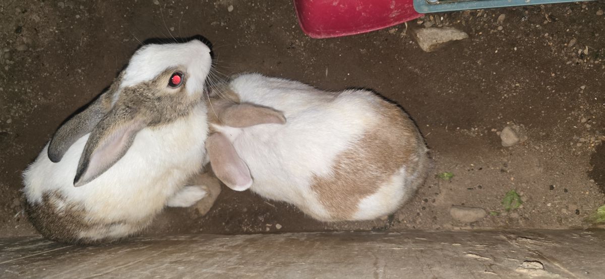 Couple de lapins à adopter en bonne santé